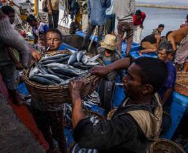 [轉貼][地球生態]聯合國報告：魚類資源過度捕撈，九成魚群將面臨持續性問題